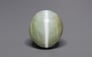 Ceylon Cat's Eye - 8.85 Carat Prime Quality CE-10794