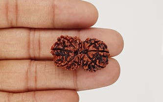 Gauri Shankar Nepali Rudraksha
