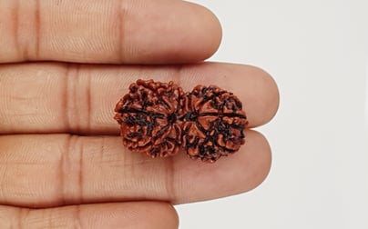 Gauri Shankar Nepali Rudraksha