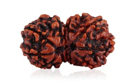 Gauri Shankar Nepali Rudraksha