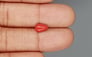 Italian Red Coral - 1.27 Carat Limited Quality CC-5753