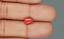 Italian Red Coral - 1.54 Carat Limited Quality CC-5755