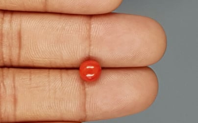 Italian Red Coral - 1.79 Carat Limited Quality CC-5750