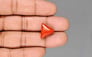 Italian Red Coral - 10.30 Carat Limited Quality TC-5432