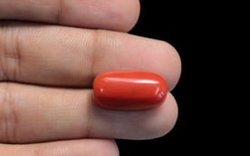 Italian Red Coral - 12.46 Carat Rare Quality CC-5657