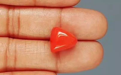 Italian Red Coral - 13.14 Carat Rare Quality TC-5385