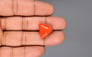 Italian Red Coral - 16.91 Carat Limited Quality TC-5002