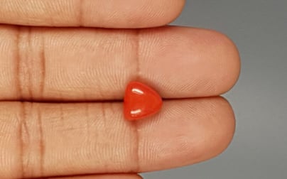 Italian Red Coral - 3.07 Carat Limited Quality TC-5256