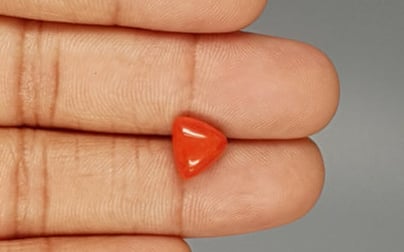 Italian Red Coral - 3.1 Carat Limited Quality TC-5255