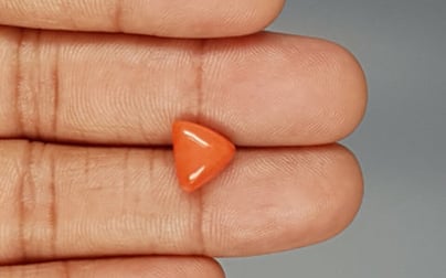 Italian Red Coral - 3.11 Carat Limited Quality TC-5287