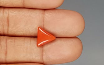 Italian Red Coral - 3.25 Carat Prime Quality TC 5236