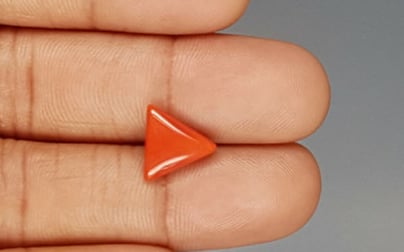 Italian Red Coral - 3.25 Carat Prime Quality TC 5236