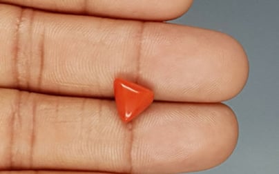 Italian Red Coral - 3.25 Carat Prime Quality TC 5238