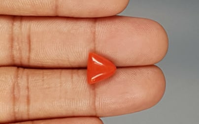 Italian Red Coral - 3.27 Carat Limited Quality TC-5289