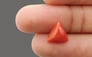 Italian Red Coral - 3.28 Carat Limited Quality TC-5038 