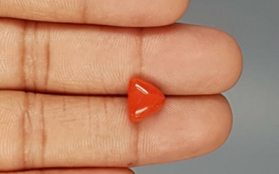 Italian Red Coral - 3.31 Carat Limited Quality TC-5259