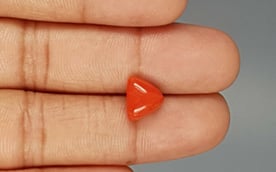 Italian Red Coral - 3.31 Carat Limited Quality TC-5259