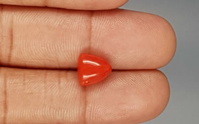 Italian Red Coral - 3.38 Carat Limited Quality TC-5265