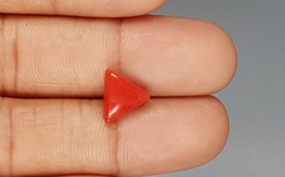 Italian Red Coral - 3.38 Carat Prime Quality TC 5240