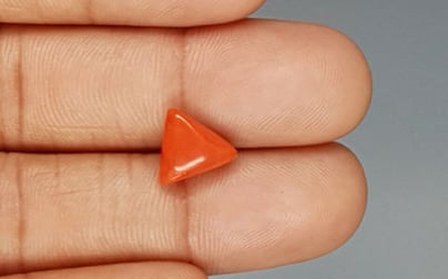 Italian Red Coral - 3.38 Carat Prime Quality TC 5243