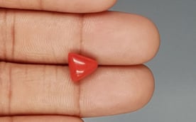 Italian Red Coral - 3.41 Carat Prime Quality TC 5239