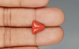 Italian Red Coral - 3.56 Carat Prime Quality TC 5237