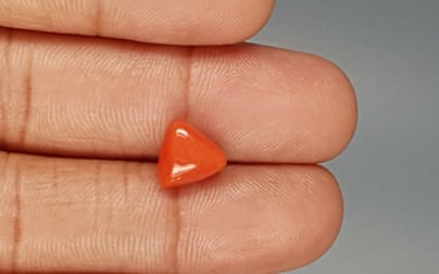 Italian Red Coral - 3.59 Carat Limited Quality TC-5262