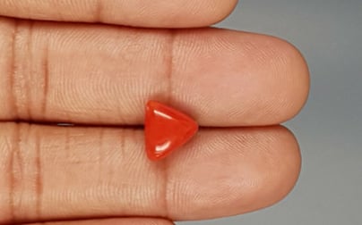 Italian Red Coral - 3.62 Carat Limited Quality TC-5286