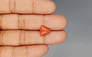 Italian Red Coral - 3.62 Carat Prime Quality TC 5244