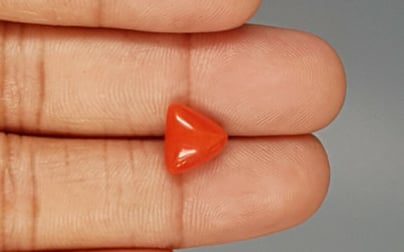 Italian Red Coral - 3.66 Carat Limited Quality TC-5260