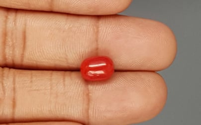 Italian Red Coral - 3.71 Carat Limited Quality CC-5798