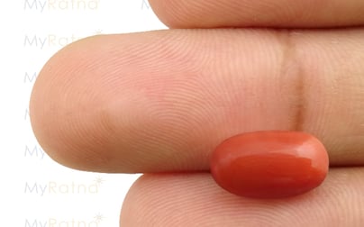 Italian Red Coral - 4.01 Carat Limited Quality CC-5517