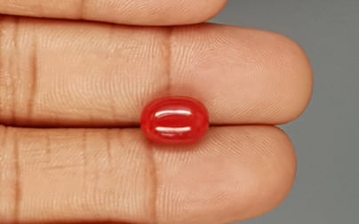 Italian Red Coral - 4.15 Carat Limited Quality CC-5806