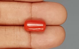 Italian Red Coral - 6.11 Carat Limited Quality CC-5743