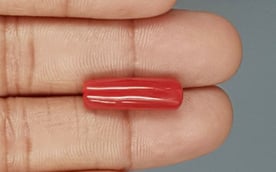 Italian Red Coral - 8.86 Carat Prime Quality CC-5768