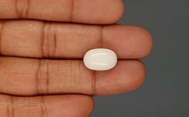 Italian White Coral - 10.31 Carat Prime Quality WC-7622