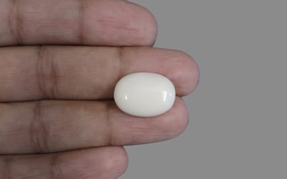  Italian White Coral - 12.06 Carat Prime Quality WC-7579