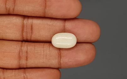 Italian White Coral - 8.09 Carat Prime Quality WC-7610