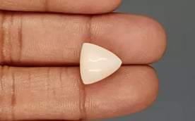 Italian White Coral - 8.34 Carat Limited Quality TWC-22055