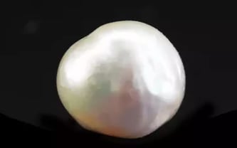 Japanese Keshi Pearl - 5.54 Carat Prime Quality SSP-8900