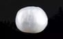 Japanese Keshi Pearl - 5.88 Carat Prime Quality SSP-8903