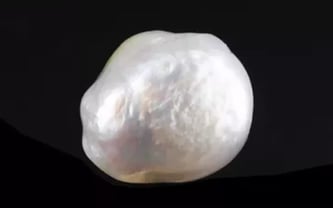 Japanese Keshi Pearl - 6.68 Carat Prime Quality SSP-8910