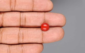 Japanese Red Coral - 3.08 Carat Rare Quality CC-5938