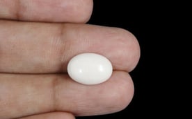 Japanese White Coral - 4.13 Carat Prime Quality WC-7518