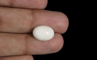 Japanese White Coral - 4.3 Carat Prime Quality WC-7522