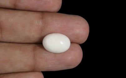 Japanese White Coral - 4.3 Carat Prime Quality WC-7522