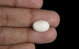 Japanese White Coral - 4.32 Carat Prime Quality WC-7521