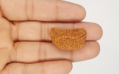 Natural 1 Mukhi Rudraksha