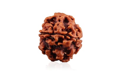 Natural 1 Mukhi Rudraksha (Nepali) 