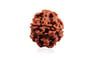 Natural 1 Mukhi Rudraksha (Nepali) 
